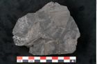 Foto (Detailansicht) von Odontopteris minor Brongniart (NHMW-GEO-2024-0188-10721)